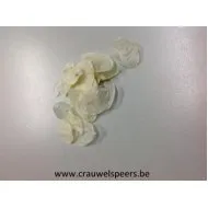 LUNARIA GEBLEEKT +/-40GR