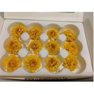 DAHLIA STABILISE (SNOWFLAKE) JAUNE 12PCS