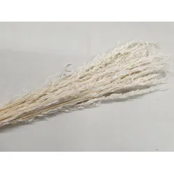 AMPELODESMA BLANCHI +/-200GR