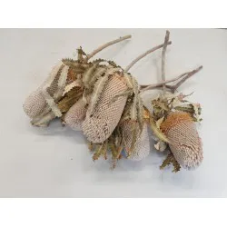 BANKSIA PRIONOTE NATUREL 5PCS