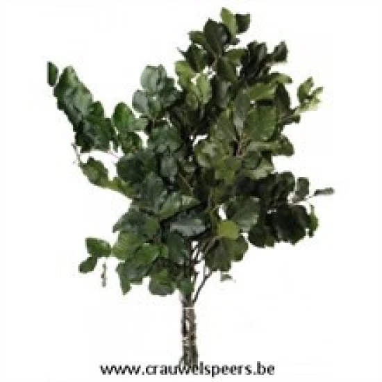 BEECH PRESERVED (STABILIZED) GREEN