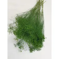 BROOM BLOOM MOSS GREEN +/-100GR