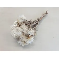 CAPBLUMEN LARGE 30CM NATURAL  +/-50GR