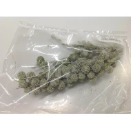 CASURINA SUR TIGE ANTIQUE OLIVE WAX 110GR