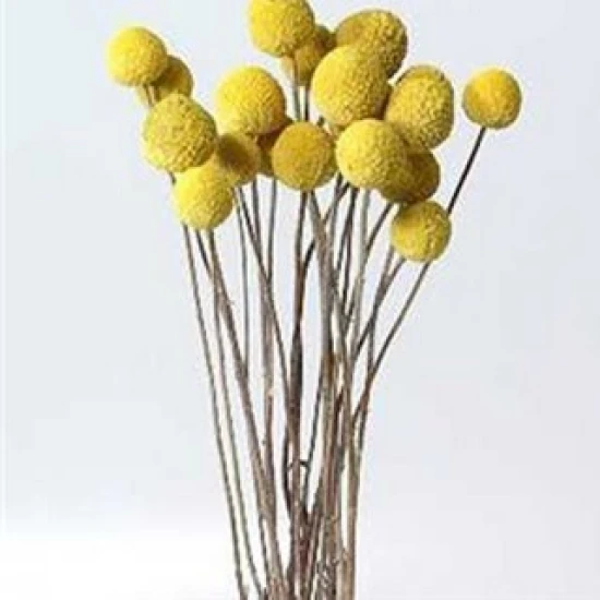 CRASPEDIA - BILLY BUTTON NATUREL
