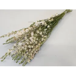 DELPHINIUM BLANC NATUREL