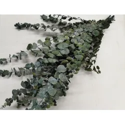 EUCALYPTUS SPIRALUS STABILISE VERT +/-250GR