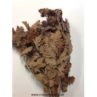 OAK PRESERVED (STABILIZED)  BROWN