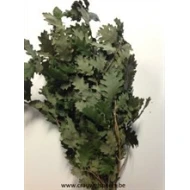 OAK PRESERVED (STABILIZED) GREEN 1/2 BOPP/KRAFT Small packaging