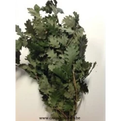 CHENE STABILISE VERT 1/2 BOPP/KRAFT emballage hobby