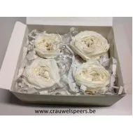 ROSE STABILISEE (ENGLISH ROSE KATE) +/-5CM BLANC 4PCS