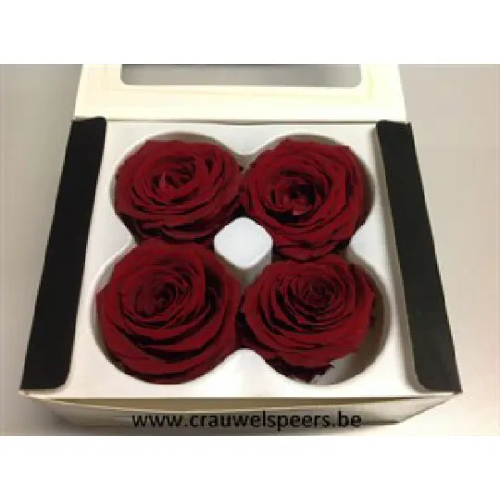 PRESERVED ROSE (LARGE OPEN) +/-6.5CM BORDEAUX 4PCS