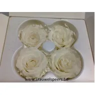 ROSE STABILISEE (LARGE OPEN) +/-6.5CM BLANC 4PCS