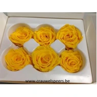 ROSE STABILISEE (MEDIUM OPEN) +/-4.5CM JAUNE 8PCS