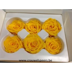 ROSE STABILISEE (MEDIUM OPEN) +/-4.5CM JAUNE 8PCS