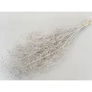 GYPSOPHILA WILD WHITE