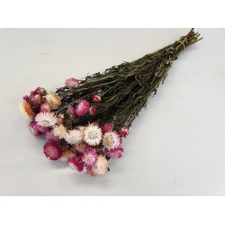 HELICHRYSUM ROSE CLAIRE