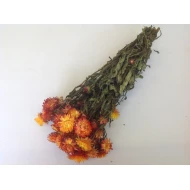 HELICHRYSUM ORANJE