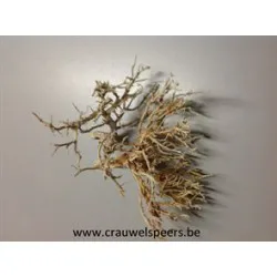 BRANCHE DE CORALE BLANCHI +/-200GR