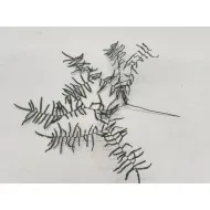 CORAL FERN PRESERVED GREEN 10PCS