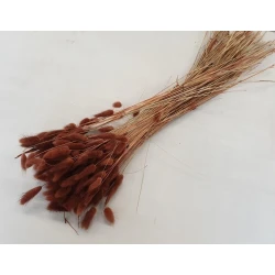 LAGURUS OVATUS BRUIN +/-100GR