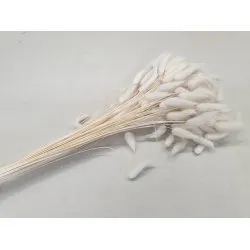 LAGURUS OVATUS BLANCHI +/-100GR