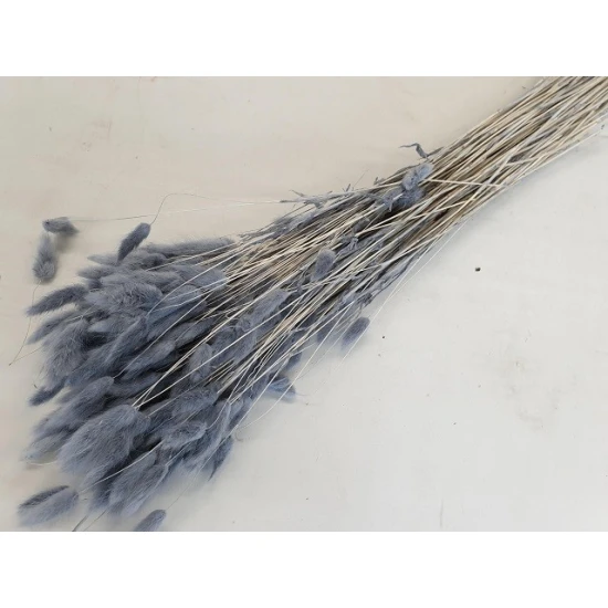 LAGURUS OVATUS GRIS +/-100GR