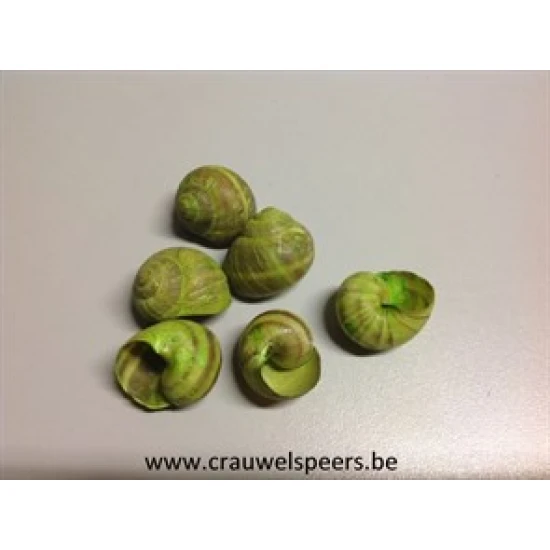 LAND SNAILS SMALL APPLE GREEN