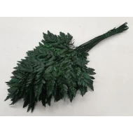 LEATHER FERN PRESERVED GREEN +/-25PCS