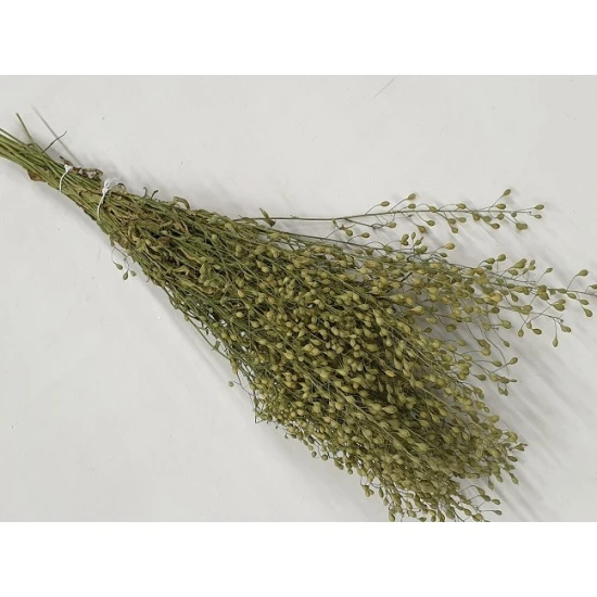 LEPIDIUM ATRAXA NATUREL