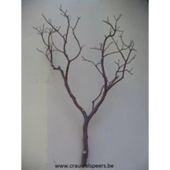 MANZANITA BRANCH 18