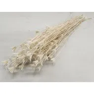 NIGELLA ORIENTALIS GEBLEEKT +/-100GR