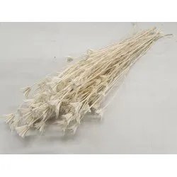 NIGELLA ORIENTALIS BLANCHI +/-100GR