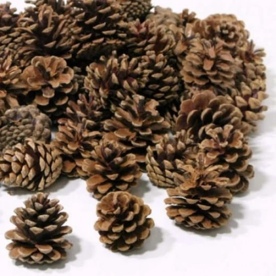 AUSTRIA (PINUS NIGRA) NATURAL 10KG