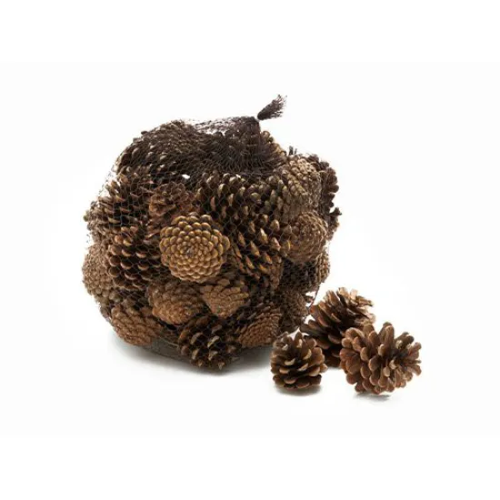 OOSTENRIJKER (PINUS NIGRA) NATUREL +/1KG
