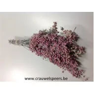 PEPPERBERRY FROSTED WHITE