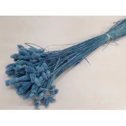 PHALARIS PARISIAN BLUE +/-100GR