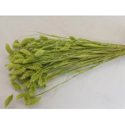 PHALARIS LIME GREN +/-100GR