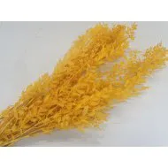 RUSCUS GEEL +/-500GR