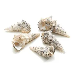 COQUILLES CERITHIUM NODULOSUM 1KG