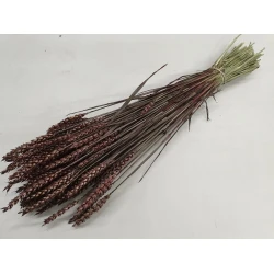 BLE (TRITICUM) MARRON FONCE