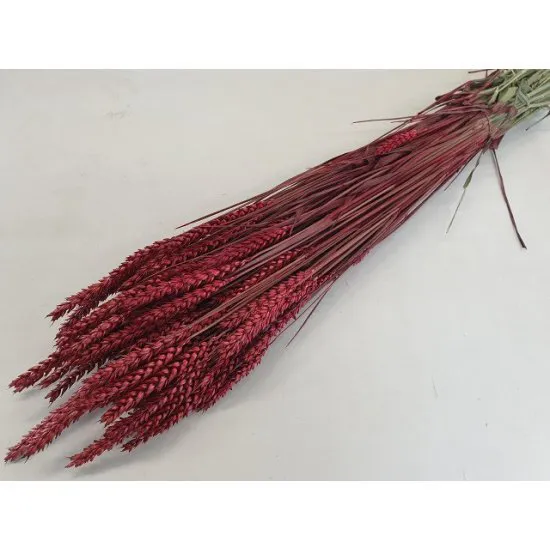 BLE (TRITICUM) ROUGE
