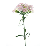 DIANTHUS SPRAY ROZE 55CM